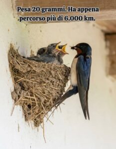 Scopri di più sull'articolo Se sparisce lei, il problema sei tu