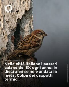Scopri di più sull'articolo Super Bonus in conflitto con i passeri?!