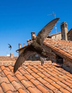 Scopri di più sull'articolo Il rondone non si ferma mai.