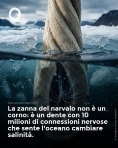 Scopri di più sull'articolo Il narvalo ha un dente o un corno?