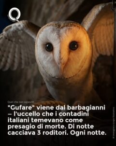 Scopri di più sull'articolo Cosa vuol dire “Gufare”?!