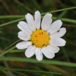 Fiori di Luglio