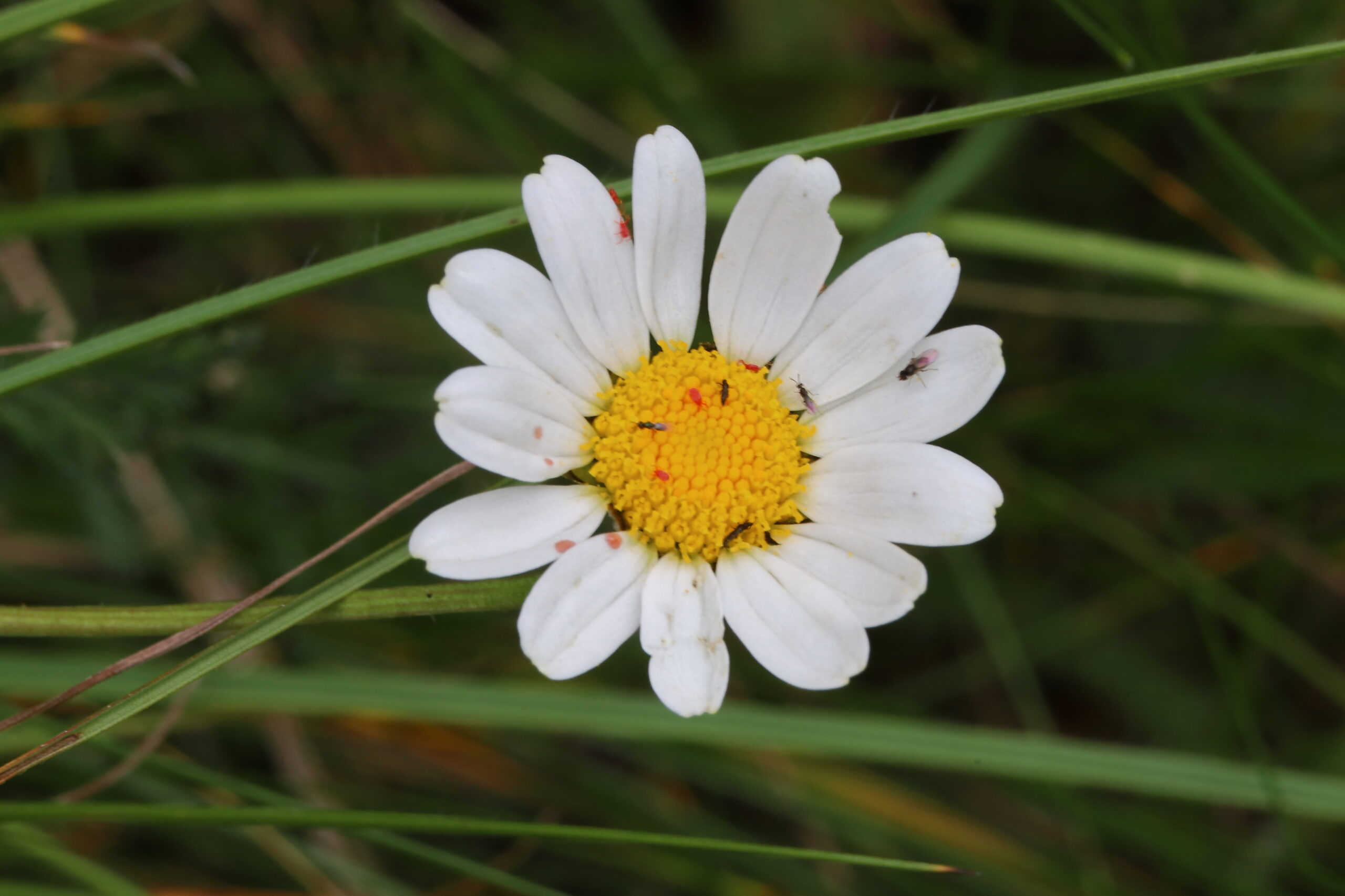 Fiori di Luglio