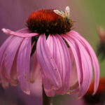 Fioriture estive