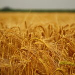 Distese di Triticum aestivum