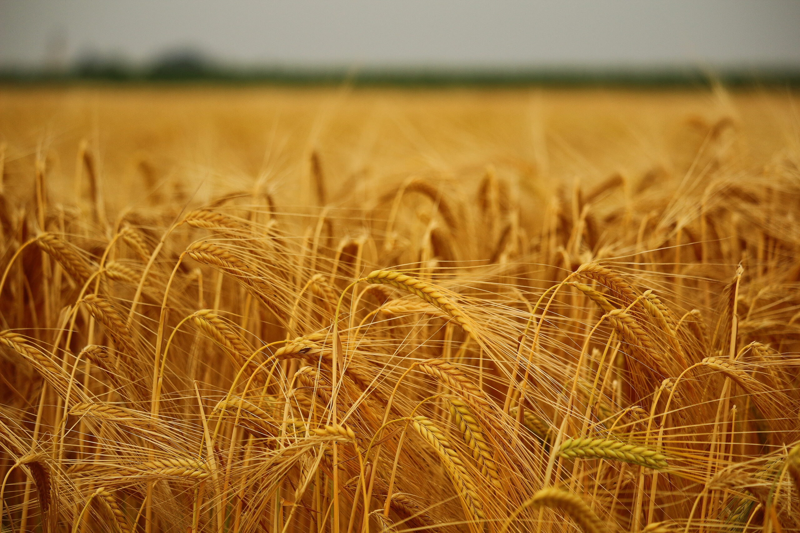 Distese di Triticum aestivum