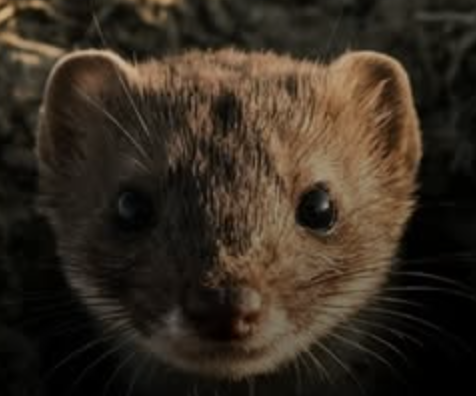 Donnola