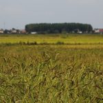 La Bassa Novarese si colora d'oro