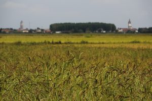 La Bassa Novarese si colora d'oro
