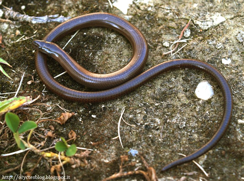 Scopri di più sull'articolo Io sono un orbettino. Serpente? No, sono una lucertola!