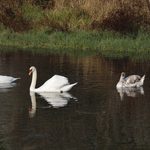 La famiglia di cigni della Lanca di Bernate Ticino